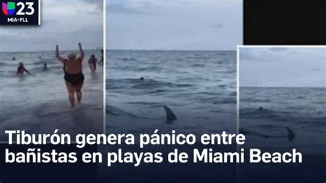 Tibur N Se Acerca Peligrosamente A Ba Istas En Una Playa De Miami Beach