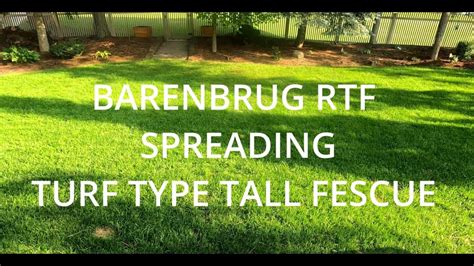 Overseeding With RTF Barenbrug Spreading Turf Type Tall Fescue YouTube