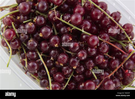 Red Currants In Container Stock Photo Alamy
