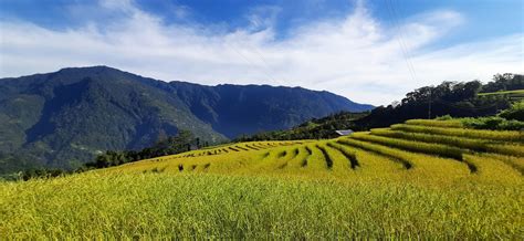 Sikkim Agriculture Rice Field Free Photo On Pixabay Pixabay