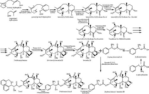 Taxol Biosynthetic Pathway Adapted From Guo Et Al [120] And Expósito Download Scientific