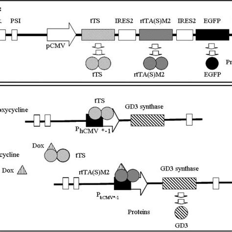 Diagrammatic Representations Of The Construct For The Tri Cistronic