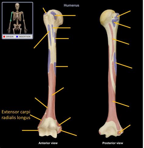 Humerus Muscle Attachments Diagram | Quizlet