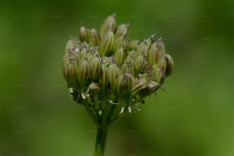Suche nach Arten - Kleine Mutterwurz (Ligusticum mutellinoides (Crantz ...