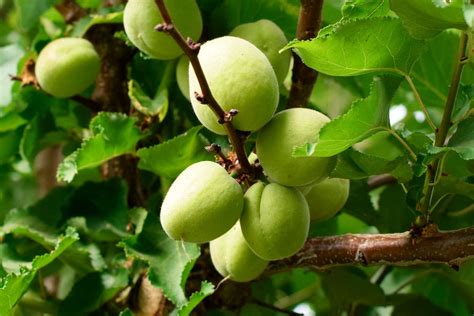 Apricot Tree (Prunus armeniaca): Care and Growing Guide