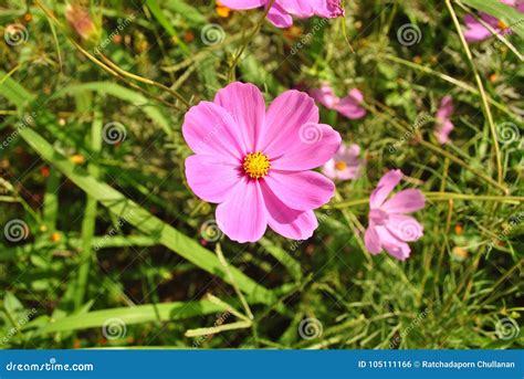 Flores Cor De Rosa Do Cosmos Que Florescem No Jardim Foto De Stock