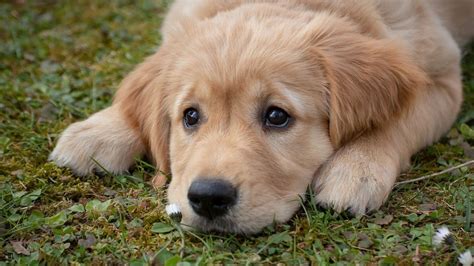 5 Motivos Por Los Que Los Perros Pueden Oler Mal