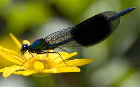 Insect Desktop Wallpaper 77025 - Baltana
