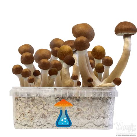 Mckennaii Growkit Getmagic Paddo Kweekset Online Kopen