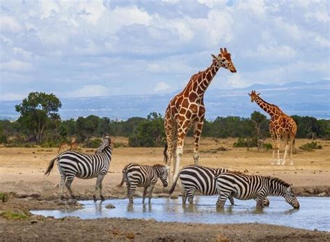 3 Days 2 Night Safari To Ol Pejeta Conservancy