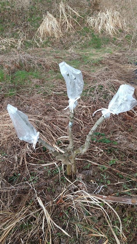 カラタチにミカンを接ぎ木する。 ハゼ爺が日本ミツバチを始める（ 金沢市でミツバチを飼ってみませんか？）