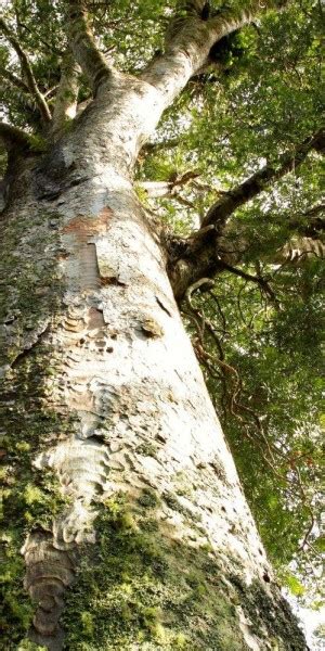 Waitangi Kawiti Glow Worm Cave Opua Kauri Forest Walk Getyourguide