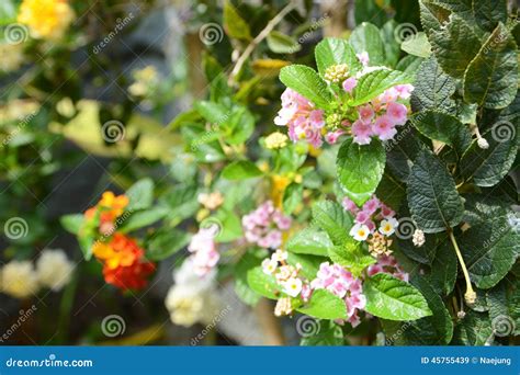 Lantana Flower Stock Image Image Of Botany Fresh Autumn