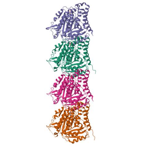 RCSB PDB 9BP6 Structure Of Alpha1B And BetaI IVb Microtubule Bound