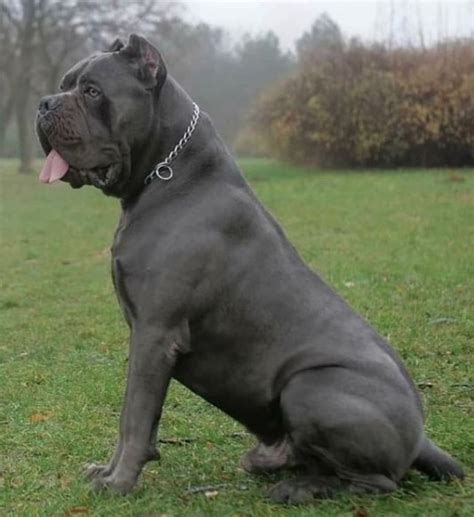 Italian Mastiff Bullmastiff Dog Information Center