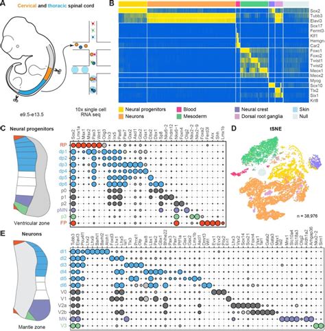 Single Cell Transcriptomics Reveals Spatial And Temporal Dynamics Of Gene Expression In The