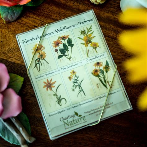 Yellow Wildflower Notecards Botanical Print Notecard Set Charting