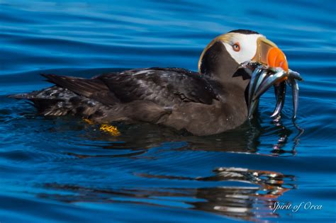 Salish Sea Marine Life - Spirit of Orca