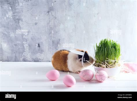 Guinea Pig With The Ears Of The Easter Bunny On The Stone Background Of