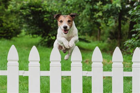 20+ Dog Jumping Over Fence Stock Photos, Pictures & Royalty-Free Images ...