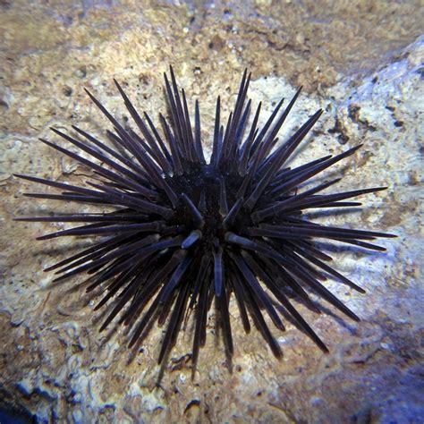Purple Urchin