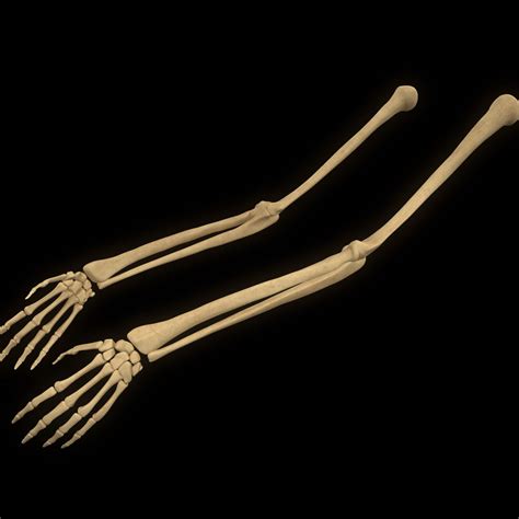 Real Skeleton Hand And Arm