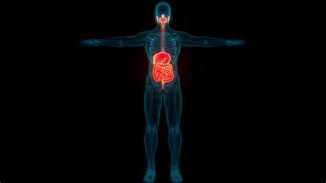 Human Digestive System Anatomy Animation Concept Stock Footage Video ...