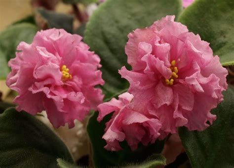 Rs Magdalina Ukrainian African Violet In Bloom African Violets