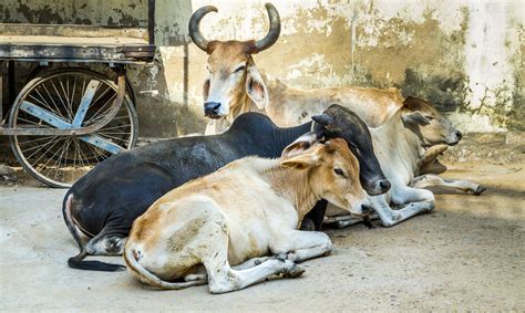 The cultural significance of cows in India — Animal Friendly Life