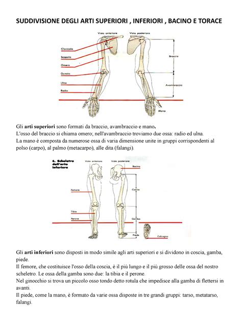 Suddivisione Degli ARTI Superiori E Inferiori SUDDIVISIONE DEGLI ARTI