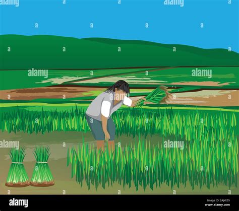 Farmer Work In Paddy Field Vector Design Stock Vector Image Art Alamy