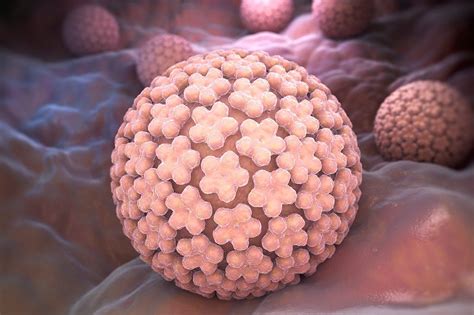 Papilloma Virus HPV By ILexx On Creativemarket Herpes Simplex Virus