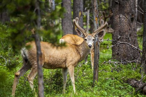 Herd Of Elk In Yellowstone National Park Stock Image - Image of ...