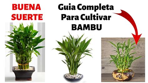 Como Cultivar Bambu En Casa Cuidados Y Reproduccion YouTube