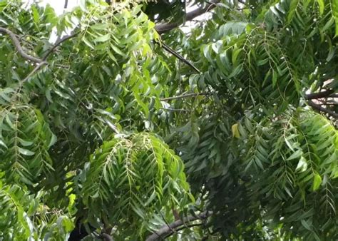 SACRIFICE SEVEN LIVES FOR A KOHOMBA TREE. - Ravana Lanka News