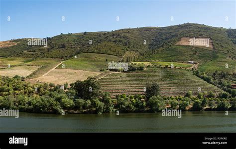 Los Vi Edos En Las Terrazas En El Valle Del Douro Alto Douro