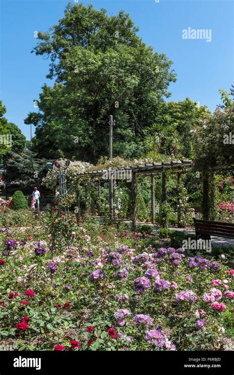 Pergola climbing roses hi-res stock photography and images - Alamy