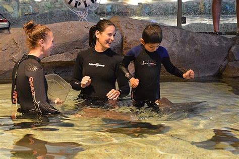 Ripley S Aquarium Of Canada Stingray Experience 2023 Toronto