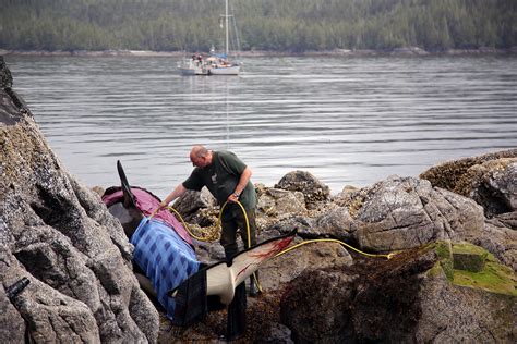 An Orca Rescue Story - Save Our Seas Foundation