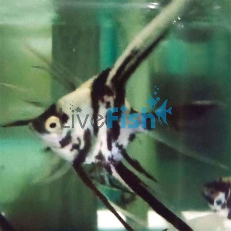 V T Black White Angelfish Cm Delivered To Your Door In Australia