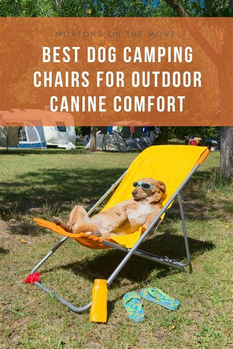 Best Dog Camping Chairs For Outdoor Canine Comfort Dog Camping Dog