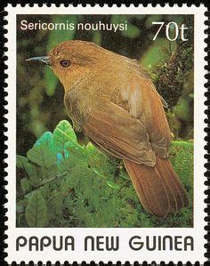 20 Birds Of The World List Bristlebirds Pardalotes Australasian