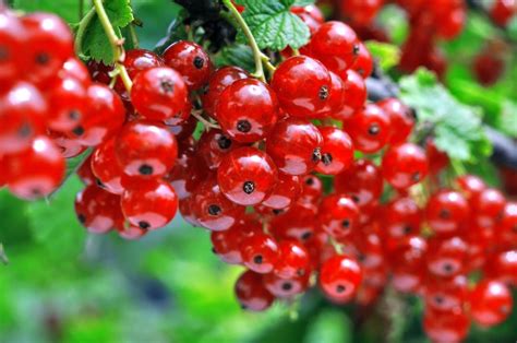 Growing Berries In Zone Edible Berries For Zone Gardens