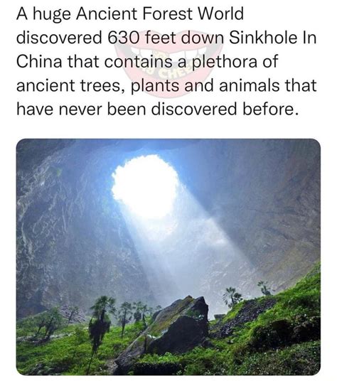 A Huge Ancient Forest World Discovered 630 Feet Down Sinkhole In China