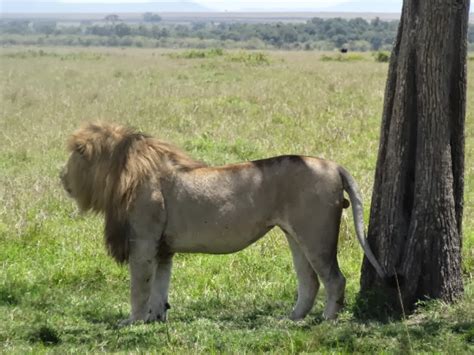 Romantic Lion Couple Mating Ritual…MAY NOT BE SUITABLE FOR YOUNG ...