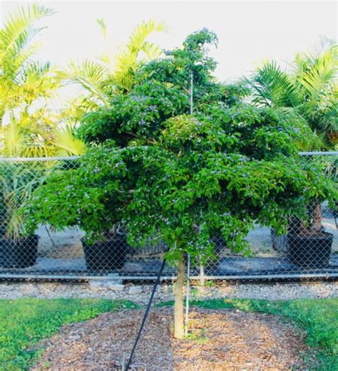 Florida Lignum Vitae Tree (Guaiacum Sanctum) for Sale | TreeWorld Wholesale