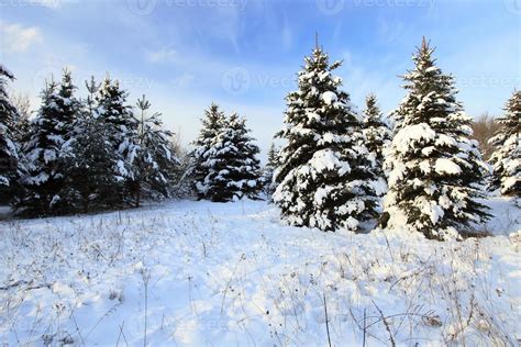 Small Fir Trees 9420349 Stock Photo At Vecteezy