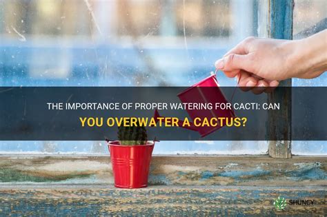 The Importance Of Proper Watering For Cacti Can You Overwater A Cactus Shuncy