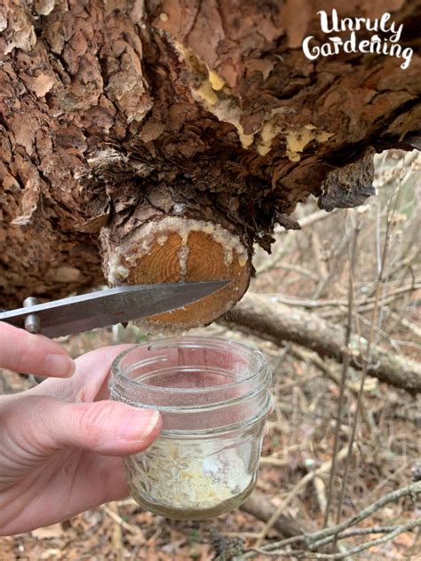 How To Forage And Use Pine Resin Unruly Gardening