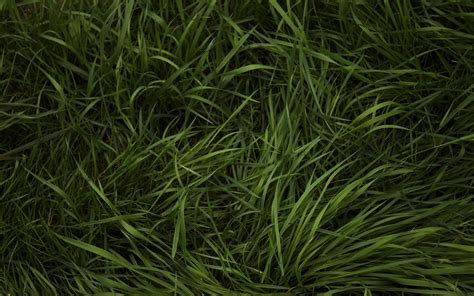 Grass Texture Background